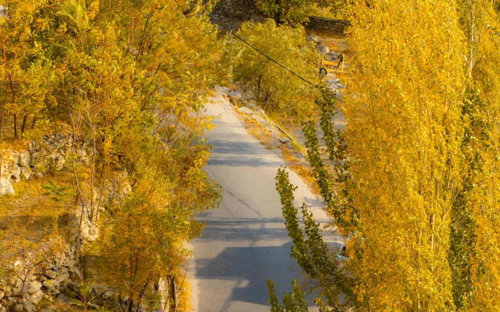 A rider on a golden poplar-lined road in Hunza in autumn