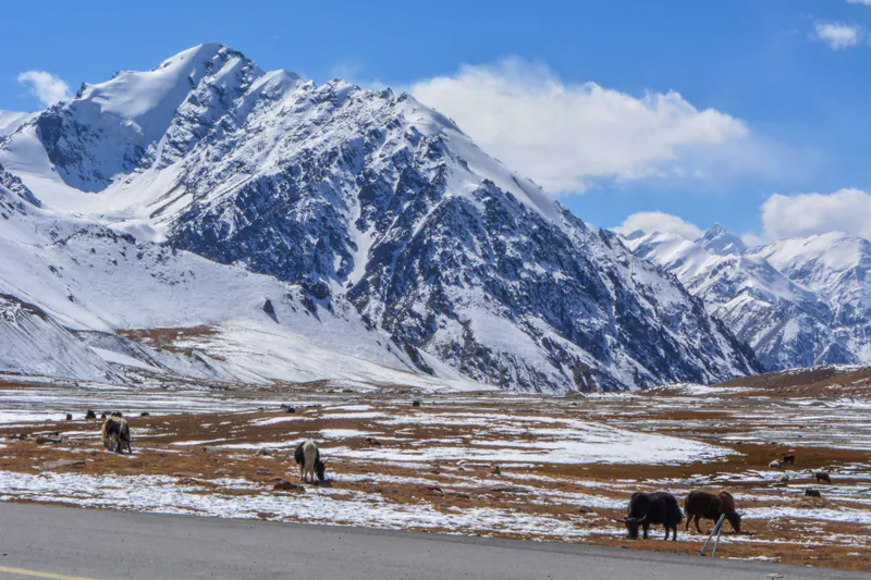 Yaks grazing below snowy mountains at Khunjerab