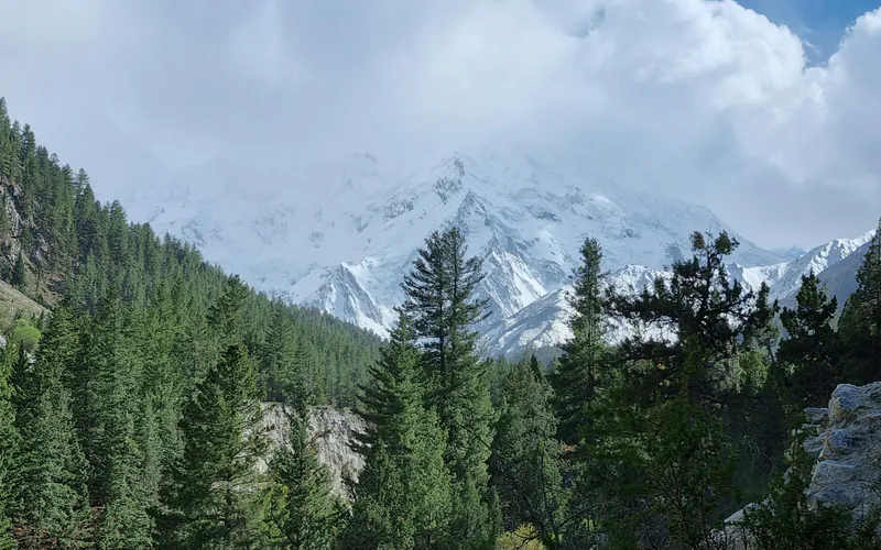 Pine forest at Fairy Meadows below snow-covered peaks in cloud
